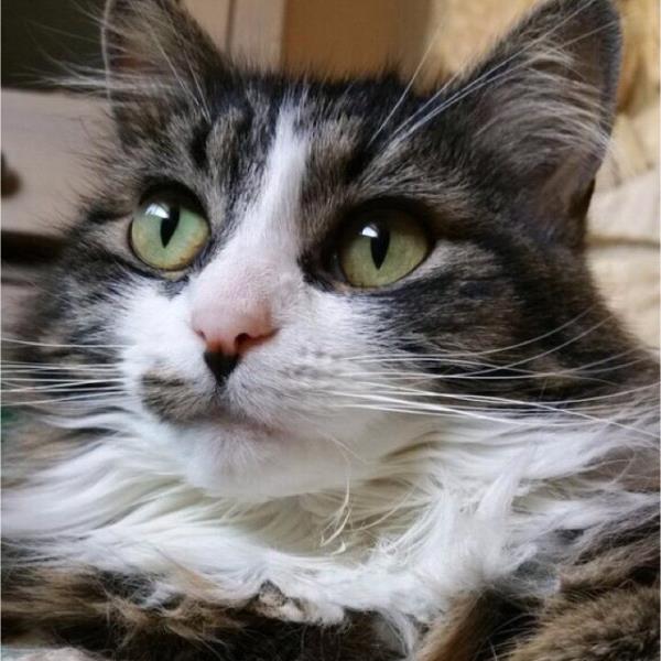 /Images/uploads/Humane Society of Utah/HSUCalendar/entries/1626thumb.jpg